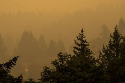 Climate Change or Forest Management? Both Are to Blame.