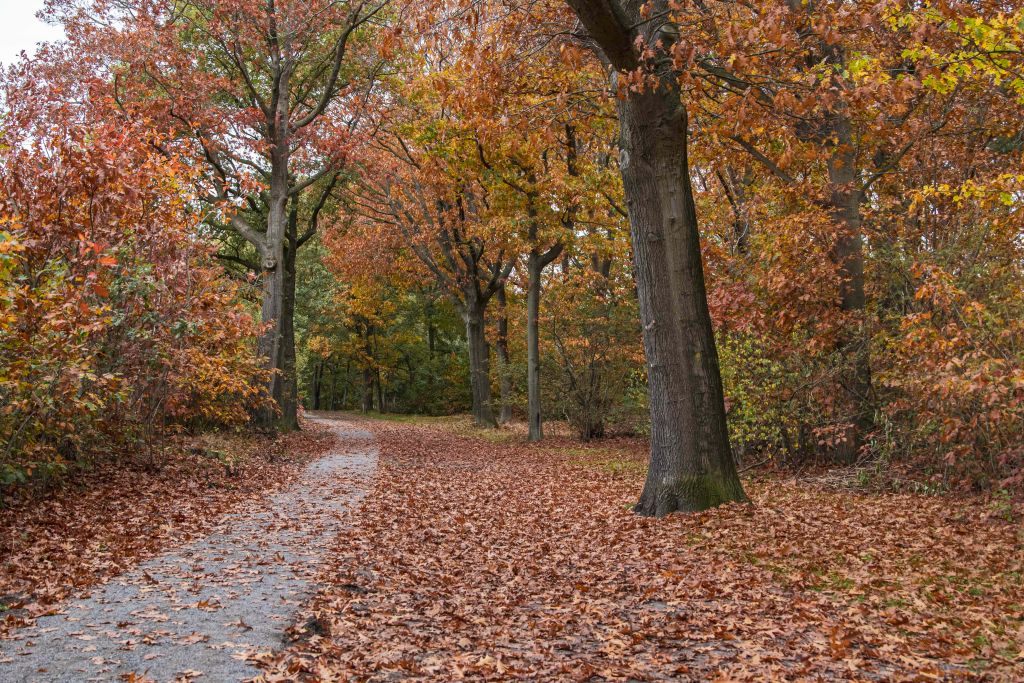 Autumn In The Netherlands