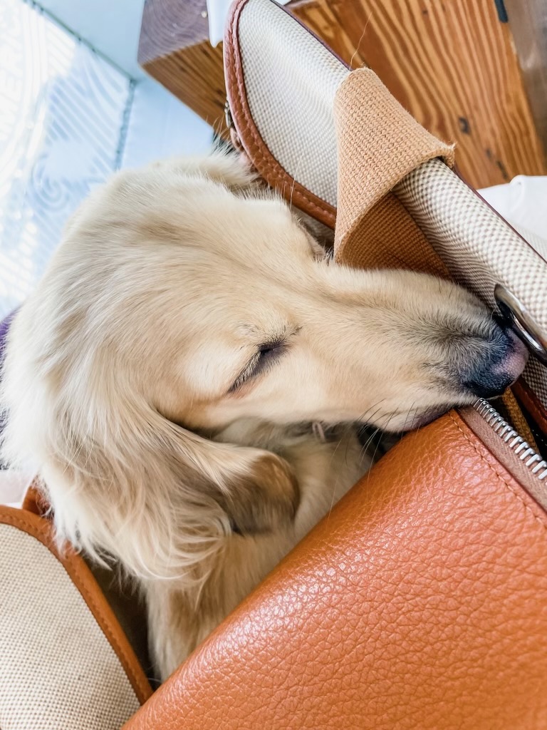 Pancake having a snooze at the Miami airport. 