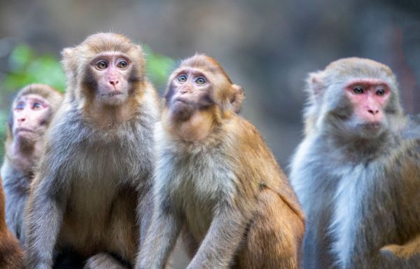 Wild Macaques in Jinfo Mountain Scenic spot In Chongqing