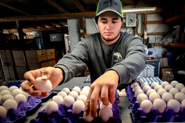 Egg Prices Continue to Soar in California