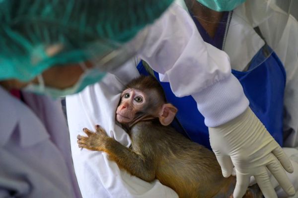 TOPSHOT-THAILAND-HEALTH-VIRUS-ANIMAL-VACCINE