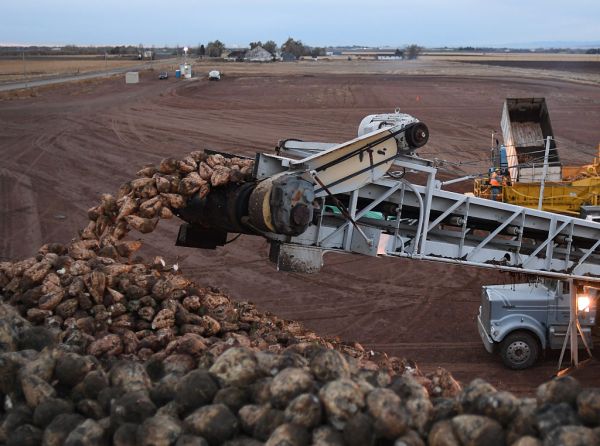 Sugar beet farming