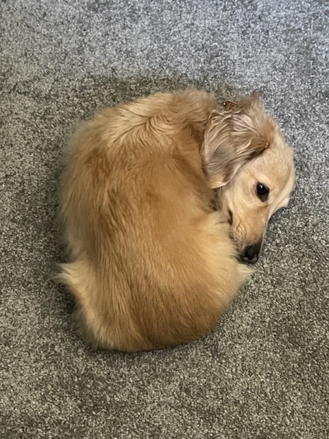 pancake carpet