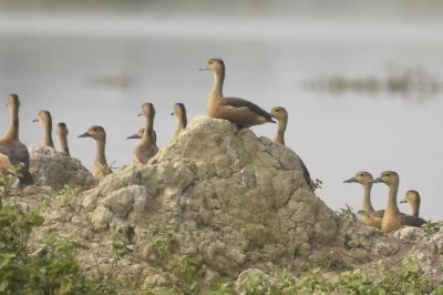 Migratory Flocks In Assam