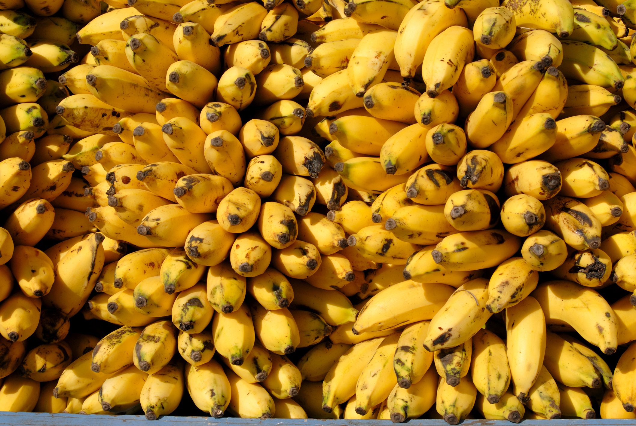 Ripe bananas in Sangli, Maharashtra, India.