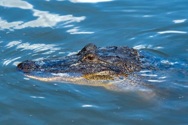 Featured image for post: Louisiana Is Not Sending Alligators to Texas to Help Secure the Border