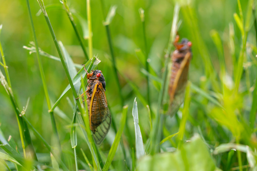 Brood XIX Cicadas Have Emerged In North Carolina