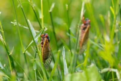 Brood XIX Cicadas Have Emerged In North Carolina