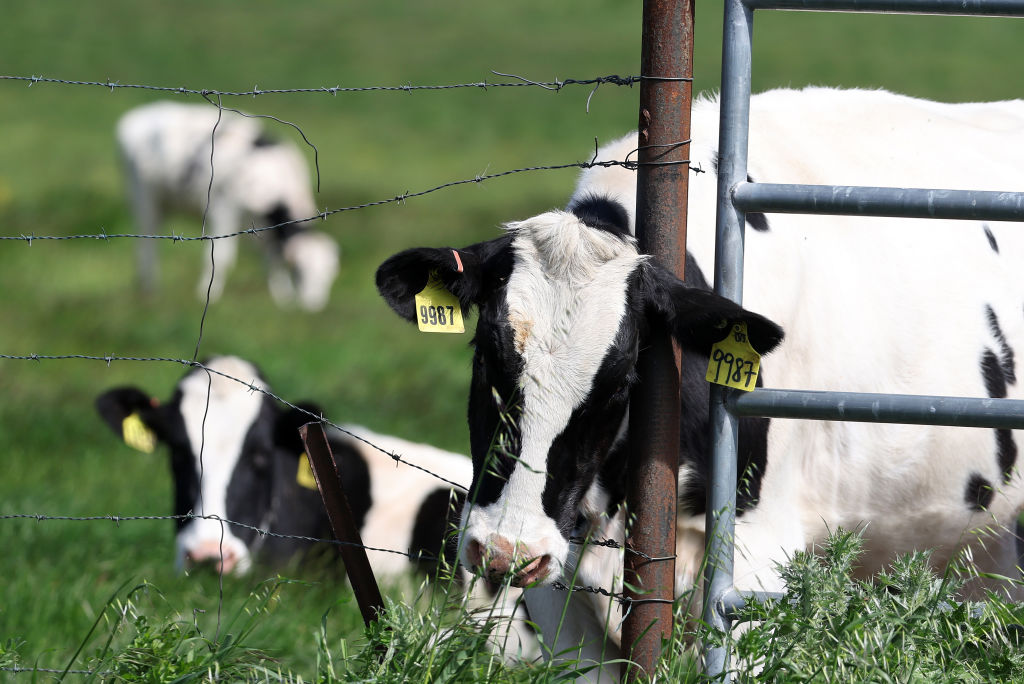 Cows graze in a field at a dairy farm in Petaluma, California, on April 26, 2024. (Photo by Justin Sullivan/Getty Images)