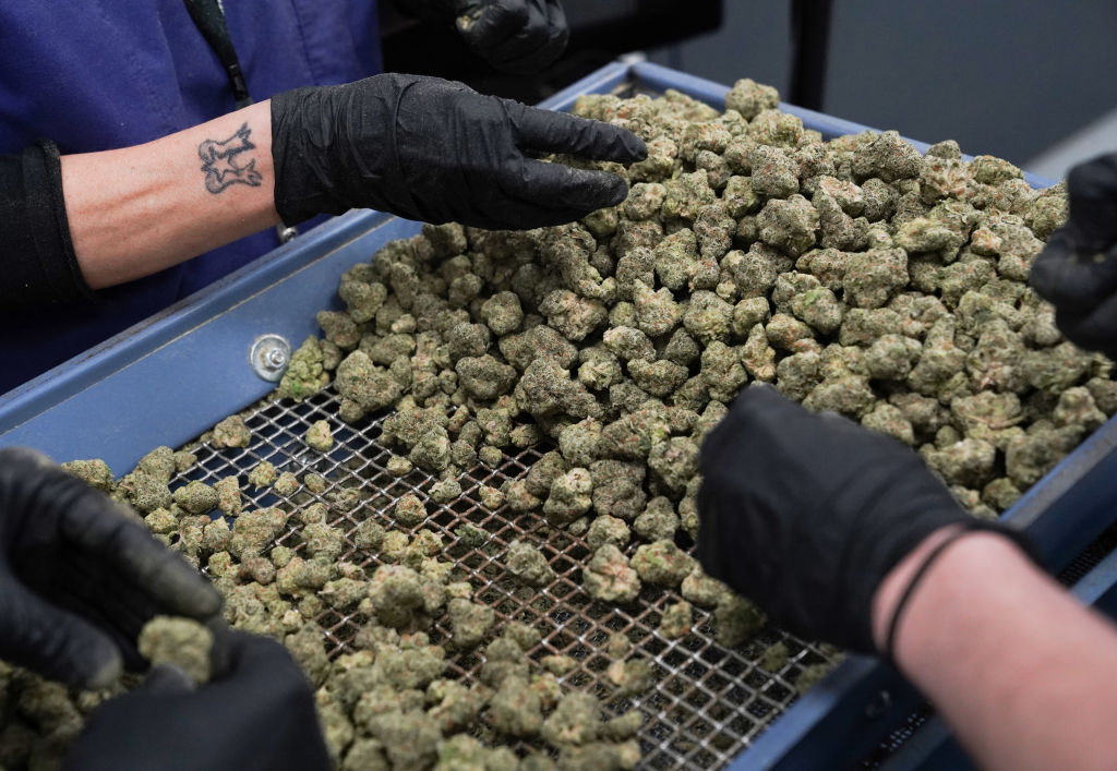 Jessup, MD – June 14: Packing specialists pick through marijuan