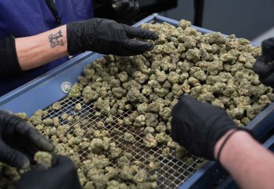 Jessup, MD – June 14: Packing specialists pick through marijuan