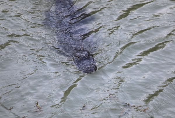 Featured image for post: No, the National Guard Is Not Using Alligators to Deter Illegal Border Crossings