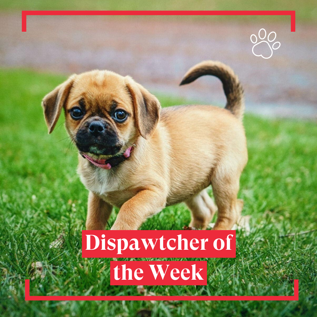 DisPawtch