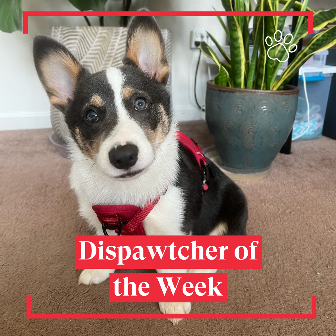 Dispawtch of the Week (13)
