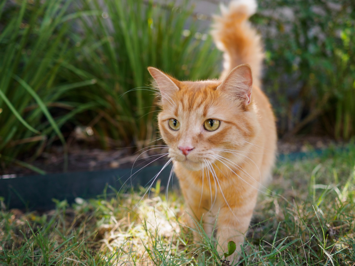 Cute orange outdoor cat in the garden