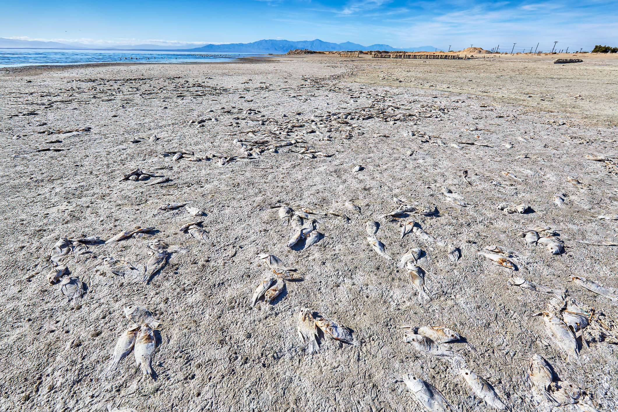 Dead fish on beach,Salton Sea,California,USA