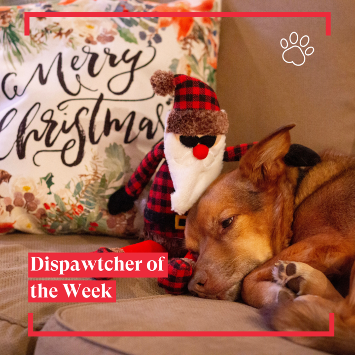 Dispawtch