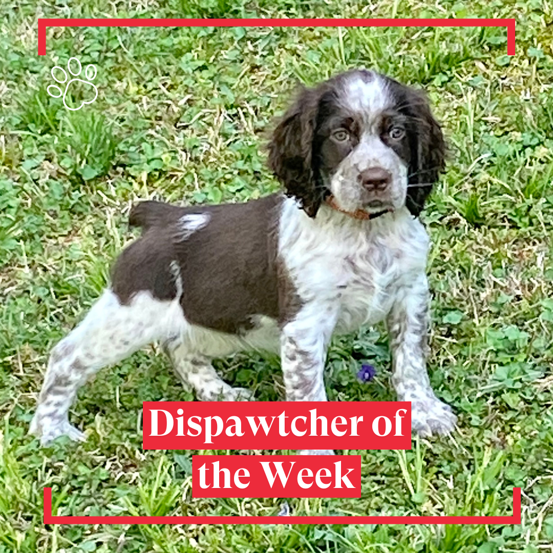 Dispawtcher