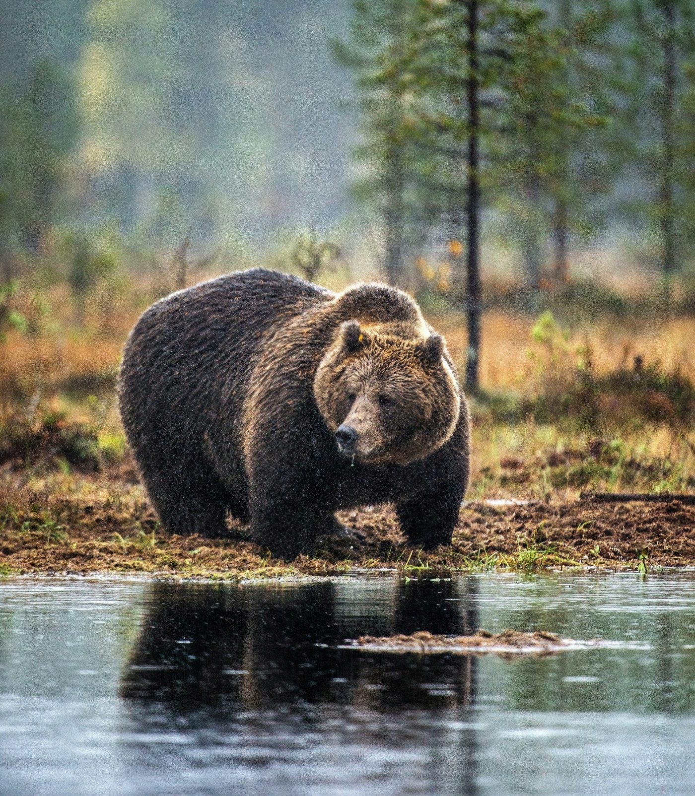 bear unsplash