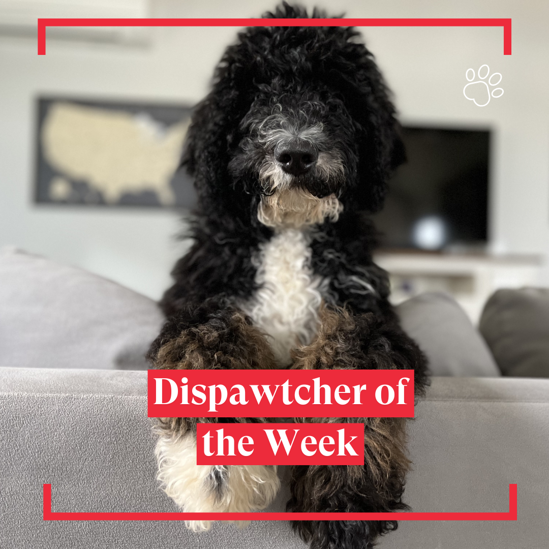 Copy of Dispawtch of the Week (21)