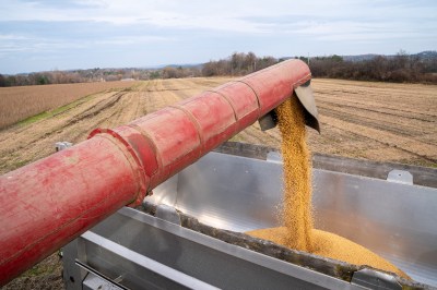Soybean Harvest In Vermont