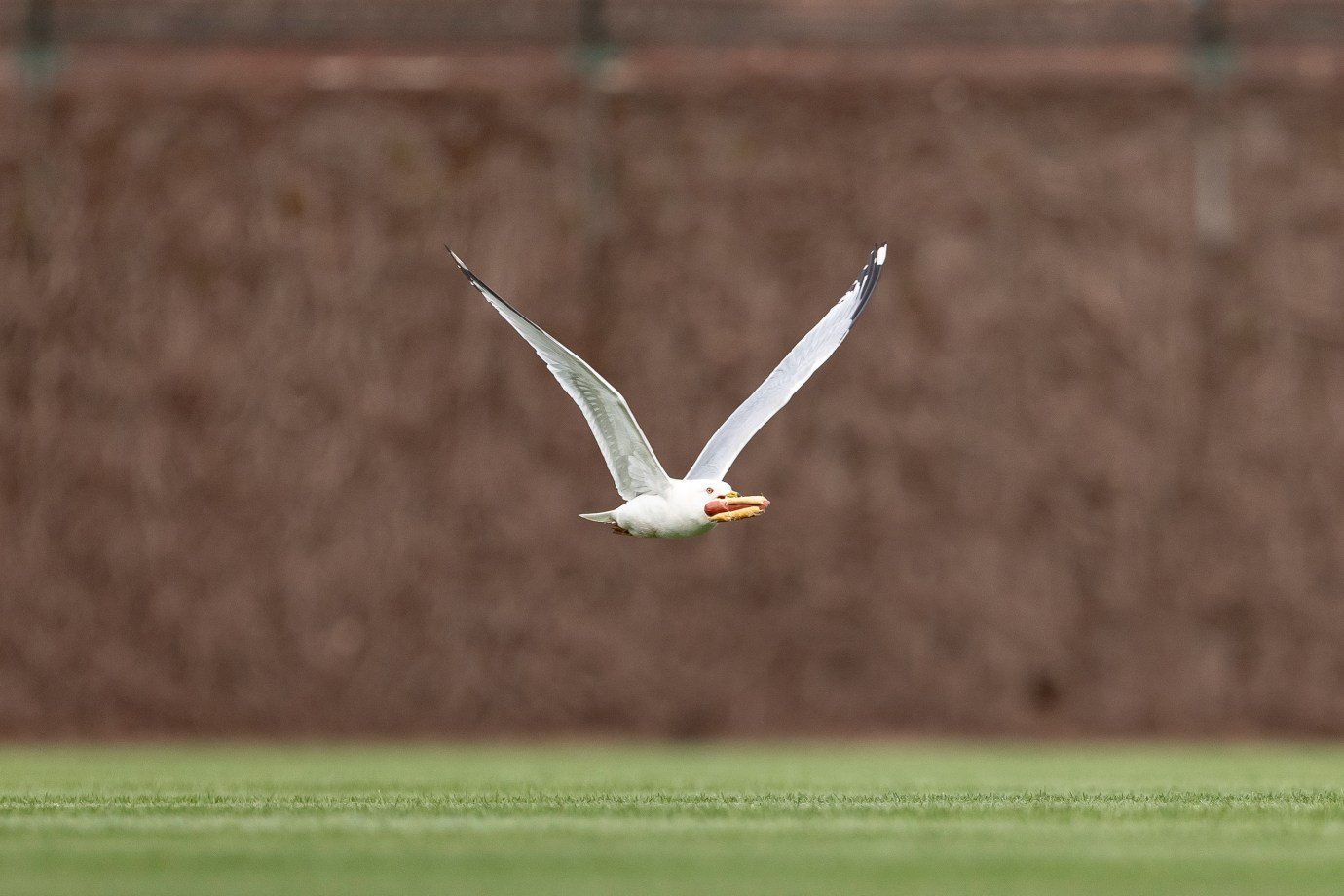 A seagull flies over the outfield with a hot dog during a game between the Chicago Cubs and Arizona Diamondbacks at Wrigley Field on April 20, 2025 in Chicago, Illinois. (Photo by Griffin Quinn/Getty Images)