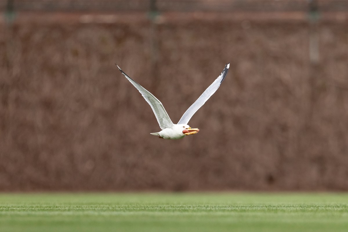 Arizona Diamondbacks v Chicago Cubs