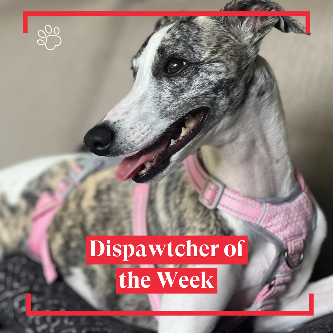 Copy of Dispawtch of the Week (29)