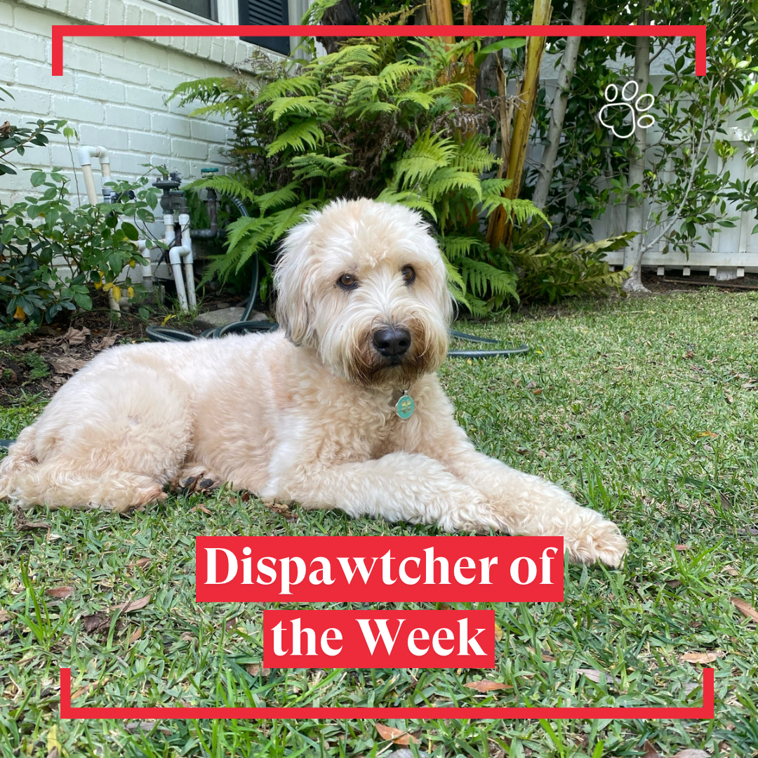 Copy of Dispawtch of the Week