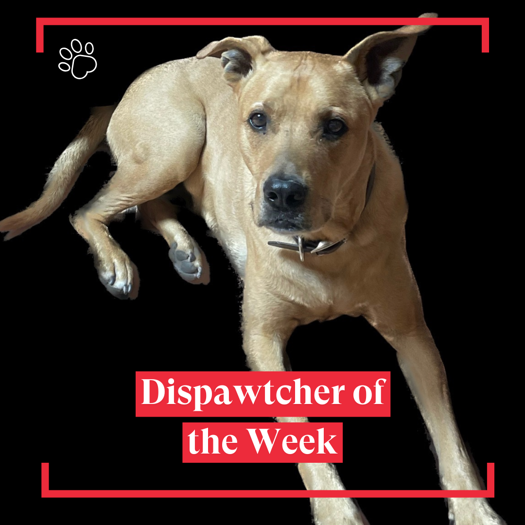 Copy of Dispawtch of the Week (32)