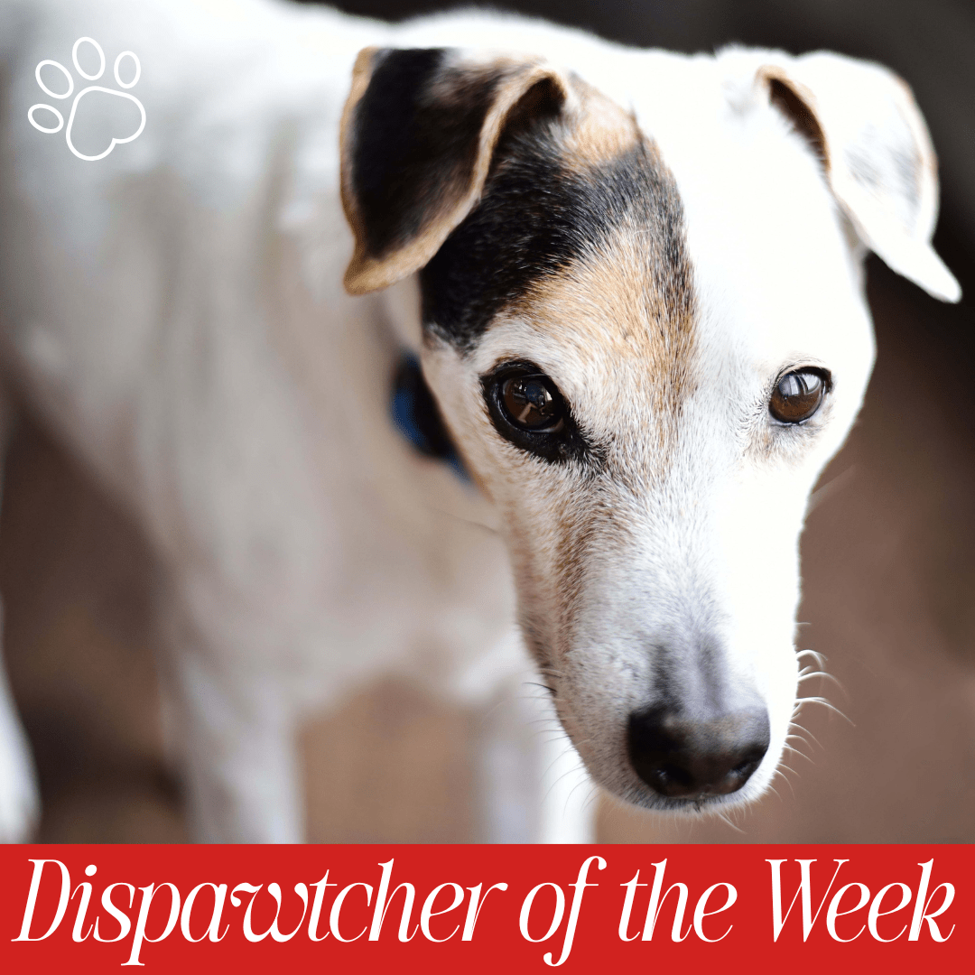 Copy of Dispawtch of the Week (37)