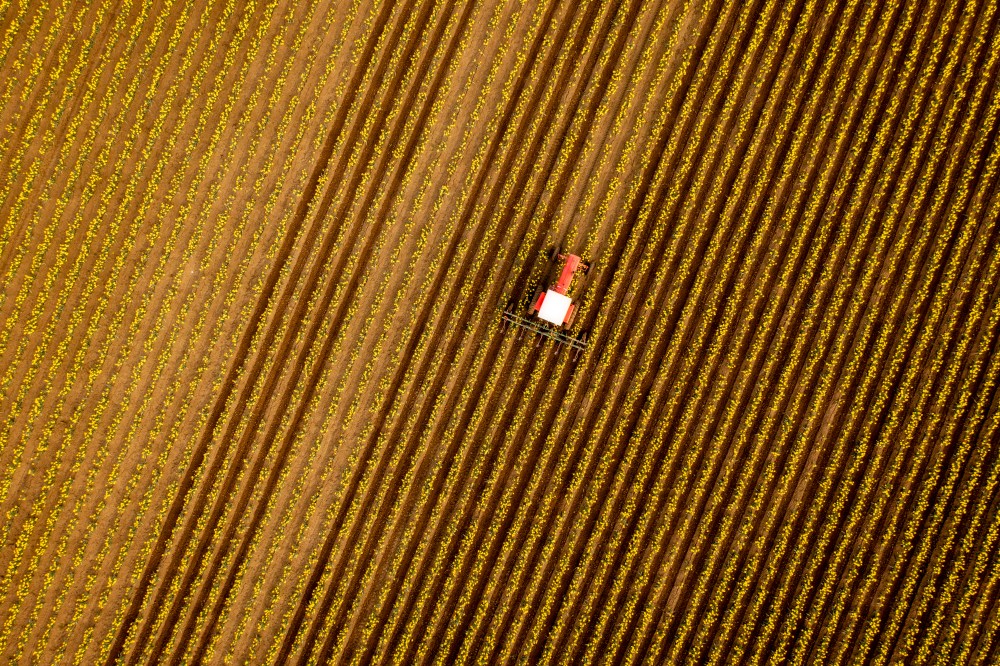 Aerial View of a Tractor Tilling the Rows of Daffodils in a Farm Field.