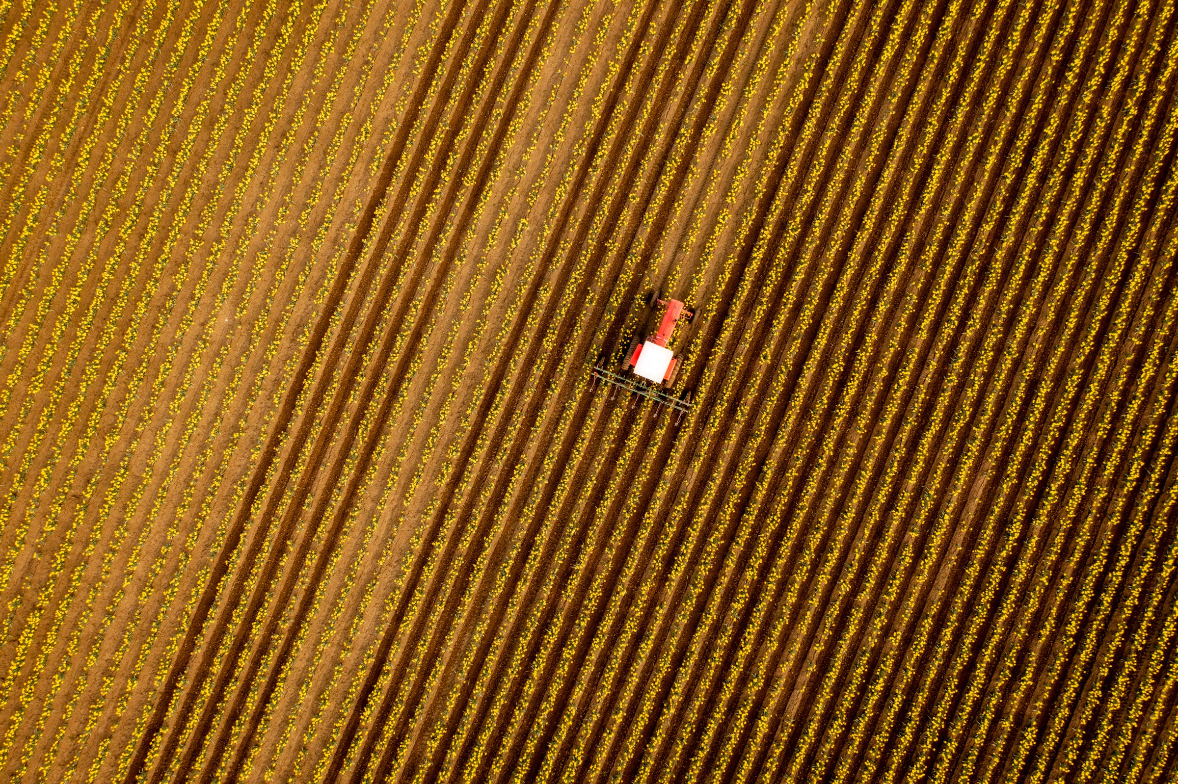 Aerial View of a Tractor Tilling the Rows of Daffodils in a Farm Field.