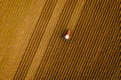 Aerial View of a Tractor Tilling the Rows of Daffodils in a Farm Field.