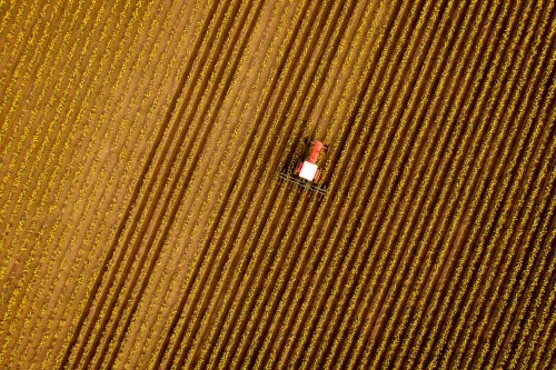 Aerial View of a Tractor Tilling the Rows of Daffodils in a Farm Field.