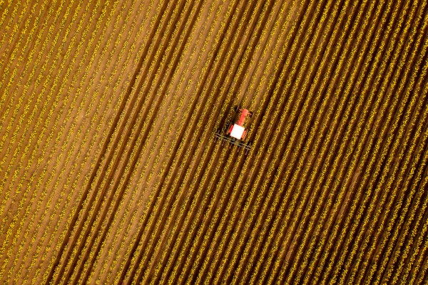 Aerial View of a Tractor Tilling the Rows of Daffodils in a Farm Field.