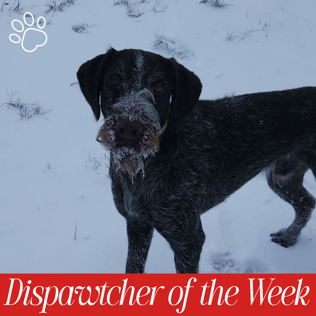 Copy of Dispawtch of the Week (38)