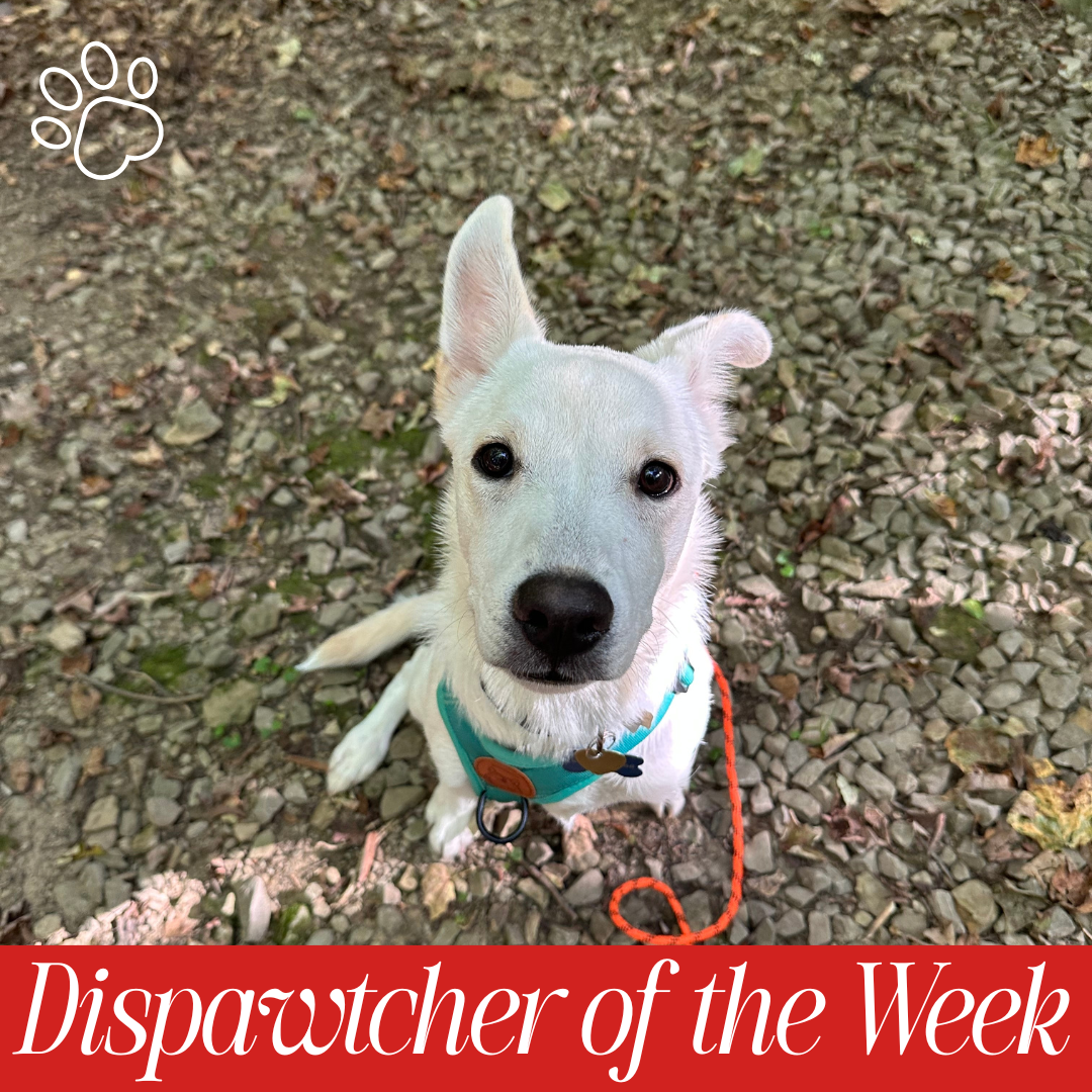 A white dog sitting on gravel