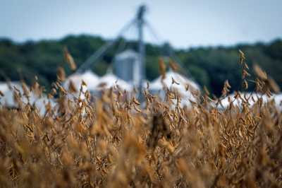 Browning soybean pods are seen at Harborview Farm as harvest for the crop nears in Rock Hall, Maryland, on September 23, 2025. (Photo by JIM WATSON / AFP) (Photo by JIM WATSON/AFP via Getty Images)