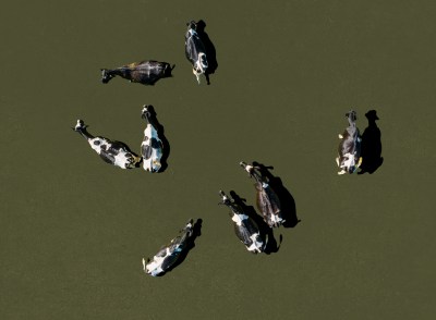 A group of cows on a green surface