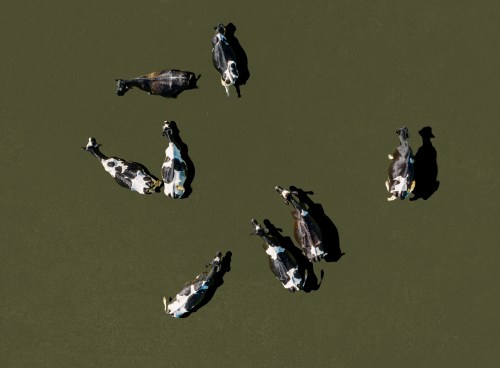 A group of cows on a green surface