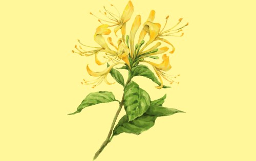 Hand-drawn illustration of honeysuckle. (Photo via Getty Images)