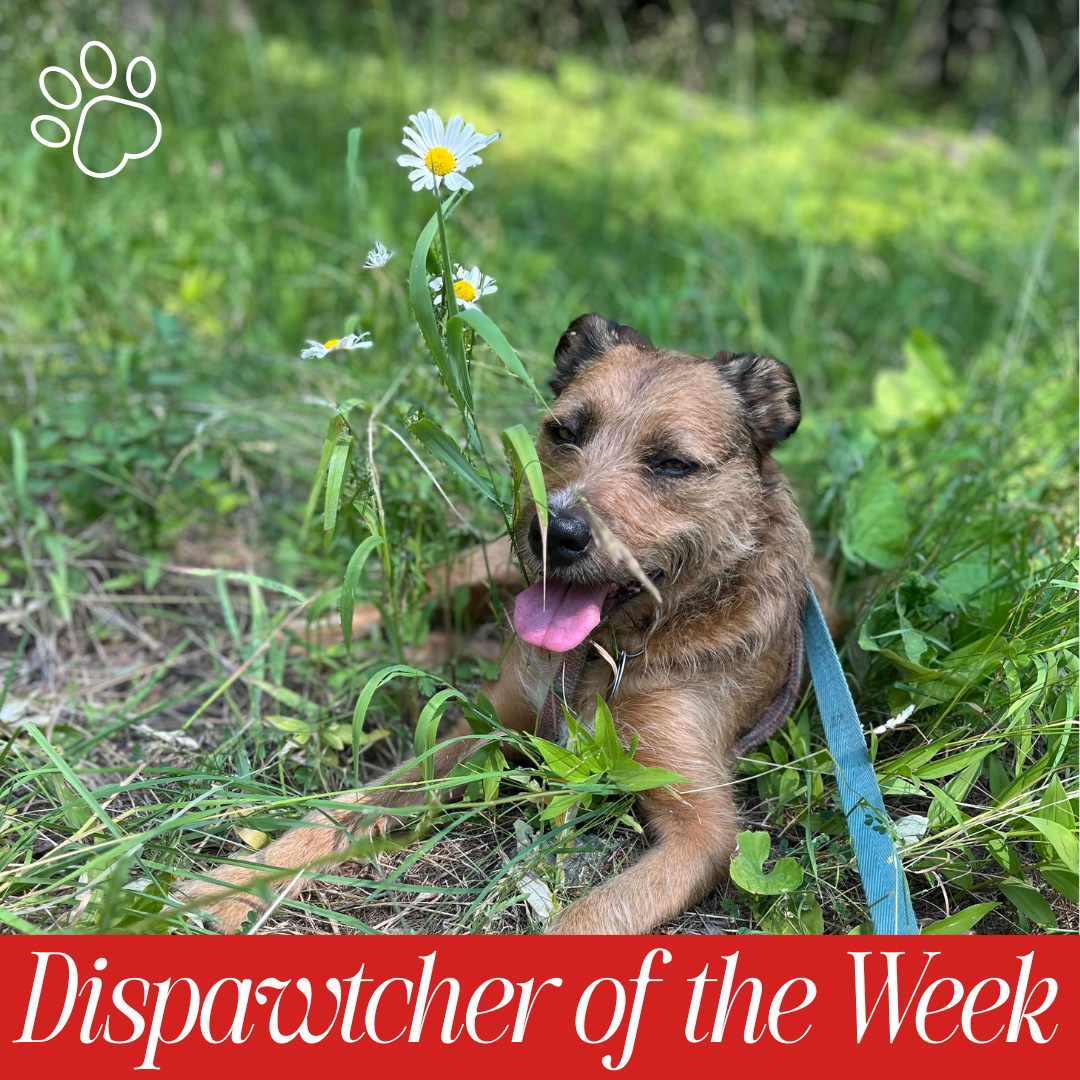 A dog on a leash holding a flower