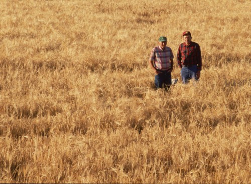 Father and son farmers stand in their barley wheat field. (Photo by Bob Rowan/Corbis via Getty Images)
