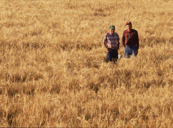 Father and son farmers stand in their barley wheat field. (Photo by Bob Rowan/Corbis via Getty Images)