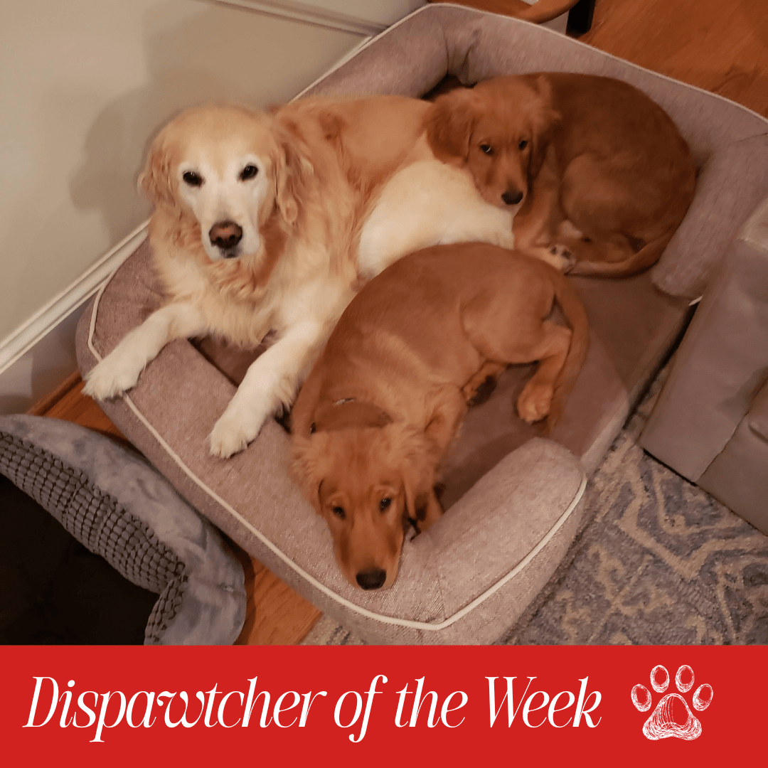 A group of dogs lying on a dog bed