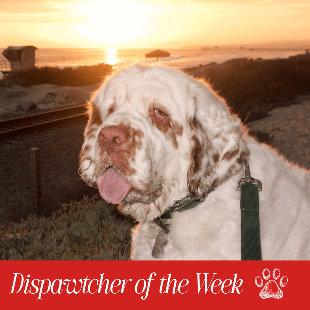 Copy of Dispawtch of the Week (5)