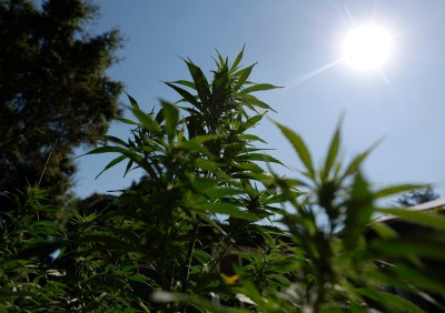 Trump Administration Considers Reclassifying Marijuana As A Less Dangerous Drug