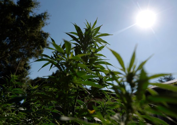 Trump Administration Considers Reclassifying Marijuana As A Less Dangerous Drug